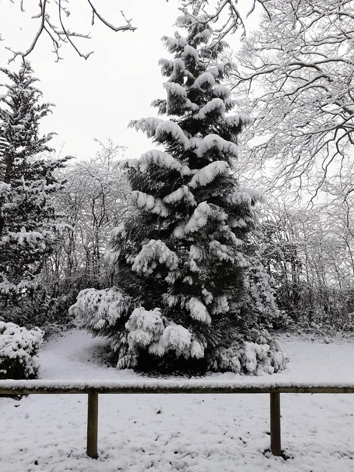 Winter Pine, St Edwards Park, Cheddleton