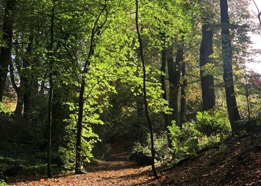 Autumn in Upper Woods, St Edwards Park, Cheddleton, Leek